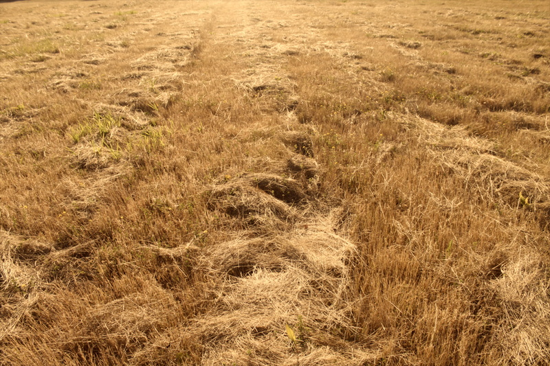 tan, mowed, straw, outdoors, beauty in nature, no people, golden, perspective, battle ground, high angle view, full frame, plant, backgrounds, agriculture