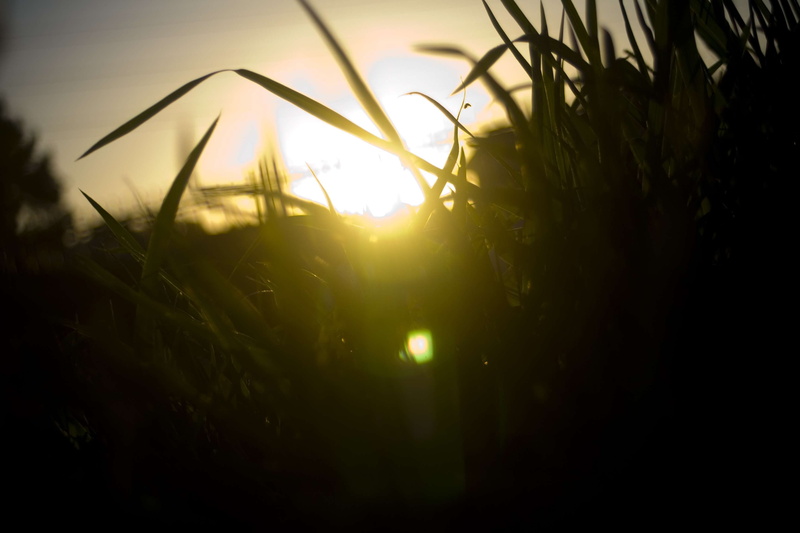 sunbeam, tranquil scene, lens flare, blade of grass, grass, 2K, scenics - nature, sun, nature, field, community, green color, no people, beauty in nature