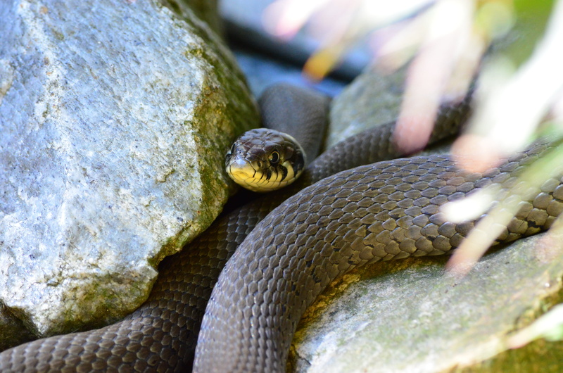 selective focus, no people, rock, wildlife, black, one animal, animal body part, vertebrate, close-up, solid, rock - object, snake, mamba, invertebrate