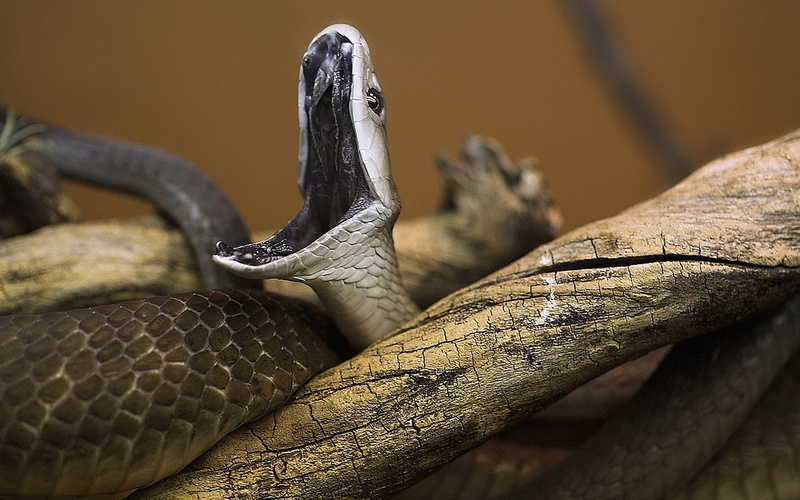 720P, tree, nature, vertebrate, animal scale, outdoors, close-up, black mamba, poisonous, zoo, sign, warning sign, day, reptile, animal themes, no people