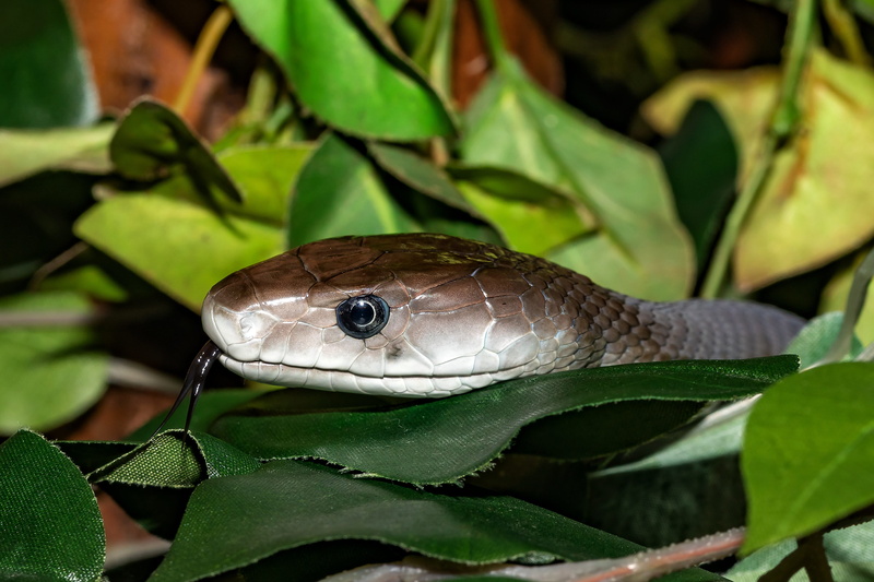 animal wildlife, growth, animals in the wild, insect, venomous snake, snake, close-up, animal, focus on foreground, toxic, close up, black, vertebrate