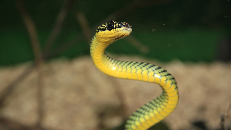 animals, animal eye, animal themes, close-up, nature, aggression, underwater, animal body part, sea, poisonous, vertebrate, water, animals in the wild