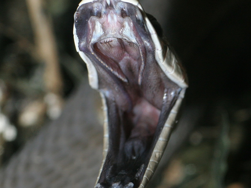 Reptiles, 1080P, Black Mamba