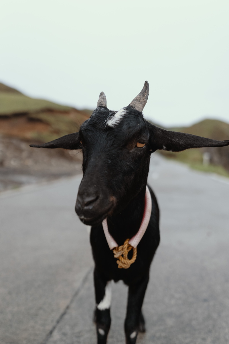 outdoors, photography, batane, portrait, bull, one animal, goat, domestic animals, cozy, selfie, standing, sony alpha, pet, batan, animal, nature, black mamba