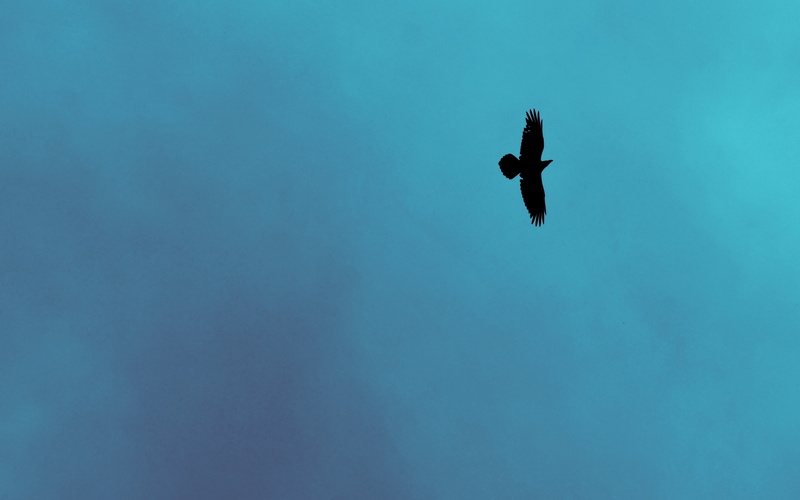 animals, bird, birds, outdoors, day, low angle view, spread wings, flight, animal, sky, no people, animal wildlife, flying, animal themes, copy space, nature
