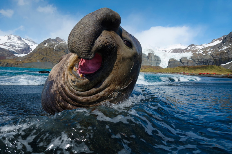 animal wildlife, non-urban scene, mountain, walrus, 1080P, day, beauty in nature, winter, one animal, snowcapped mountain, mammal, animal, Mir pro-leon has Linnaeus