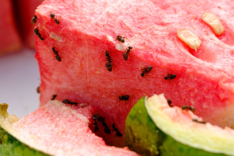 indoors, tropical fruit, eat, sweet, 5K, ants, wellbeing, food and drink, close-up, pulp, food, cross section, insect, red, ripe, dieting, pink color