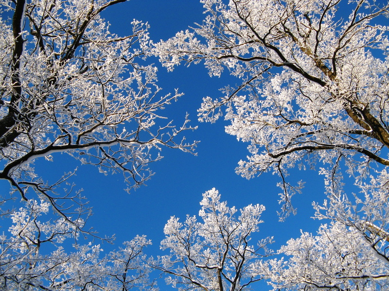 photo, leaf, Nature, beauty in nature, winter, white, directly below, outdoors, coldly, flower, growth, tree canopy, russian, blue, branch, no people, low angle view