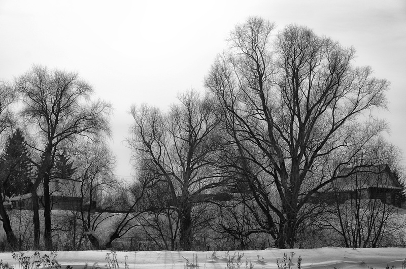 village, nature, cold temperature, cold, outdoors, no people, branch, winter sun, day, scenics - nature, sky, russian village, landscape, environment, bw
