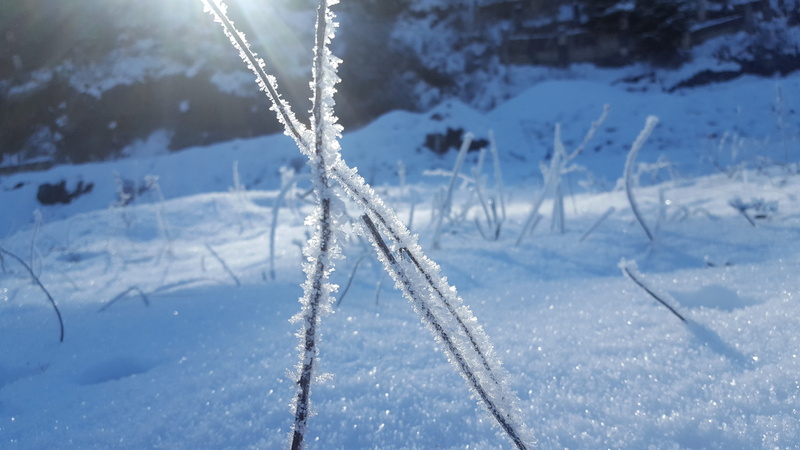ice, snow, snowing, beauty in nature, land, nature, focus on foreground, field, tree, frozen, day, cold temperature, icicle, leann, landscape, plant, coldly