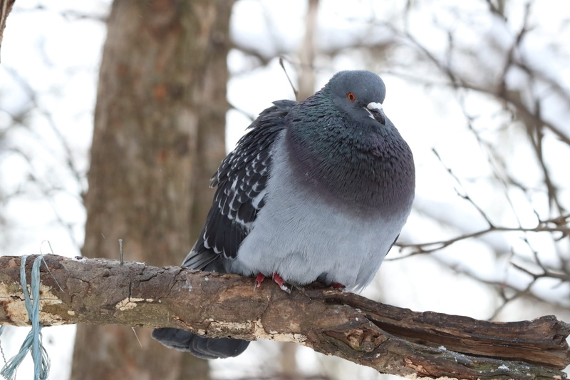 plant, beak, animal themes, vertebrate, one animal, living nature, bird, coldly, tree trunk, no people, snow, animal, day, full length, dove, branch, animal wildlife