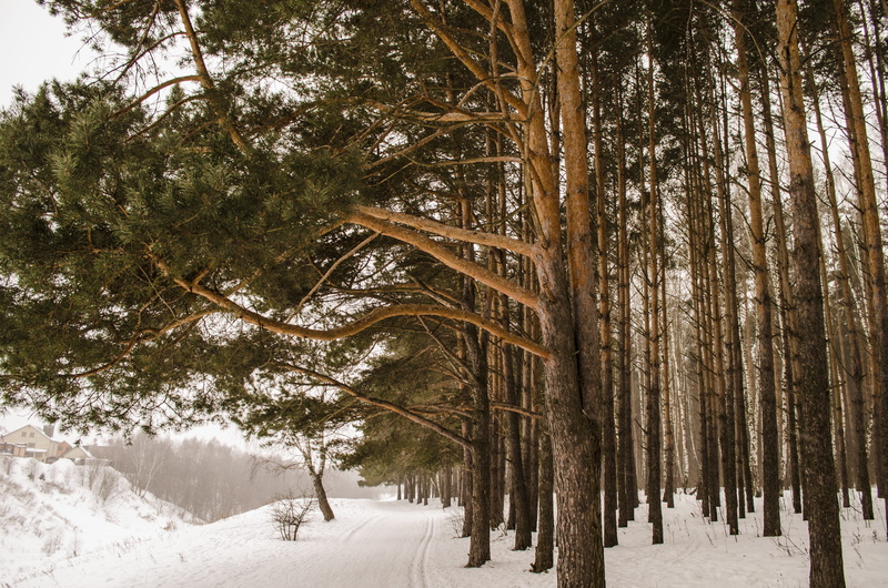 trunk, scenics - nature, pine tree, no people, pine, growth, tree trunk, plant, pine woodland, beauty in nature, coniferous tree, forest, season, weather