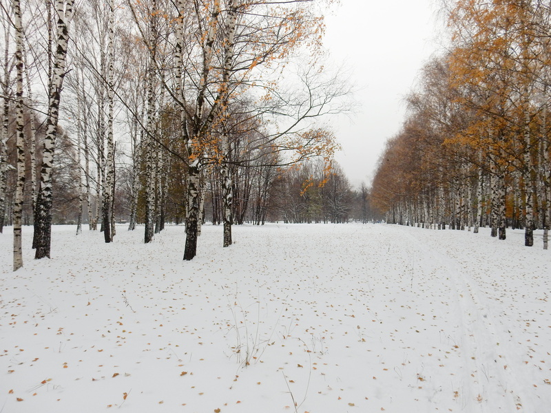 coldly, day, tree, living nature, plant, park, outdoors, tranquility, treelined, beauty in nature, frozen, field, Nature, land, leaves, no people, landscape