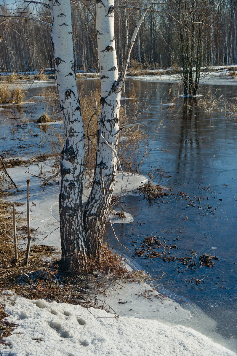 no people, siberia, coldly, park, body, journey, 5K, day, trees, bare tree, scenics - nature, land, river, tree, season, forest, tranquil scene, view