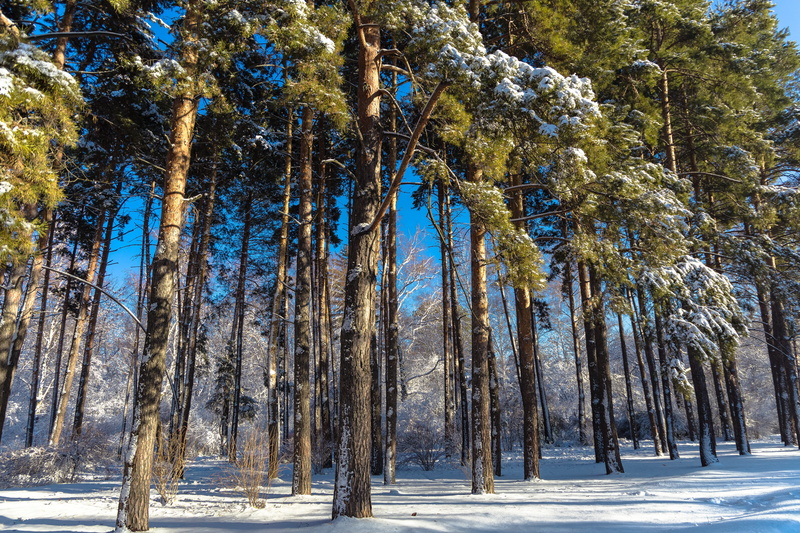 cold temperature, growth, no people, snow, tree trunk, tranquil scene, wood, 5K, environment, pine tree, beauty in nature, coniferous tree, tree, woodland