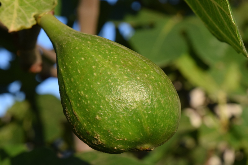 food and drink, green, real coward, freshness, fruit, tree, nature, plant, no people, fig fruit, outdoors, green color, fruits, plant part, mediteran, beauty in nature