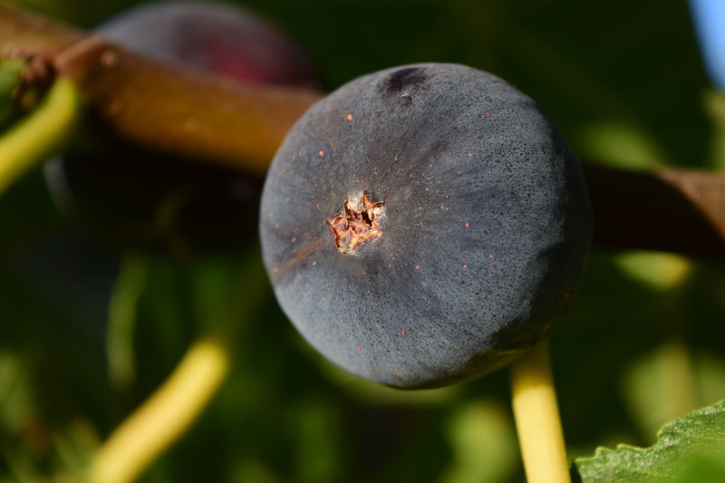 fig, delicious, sweet, focus on foreground, close-up, plant, day, ripe, close, plant part, eat, freshness, blue, food, blue fig, blue cowardly, nature