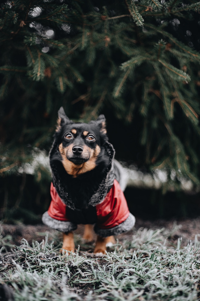 vertebrate, puppy, warm, cold, small, canine, growth, nature, day, clothing, domestic, animal, mammal, pets, pet, 5K, jacket, dog, tree, outdoors, field