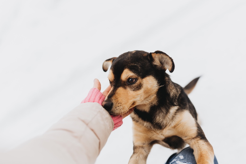 snow, animal head, hand, human body part, human hand, pets, strange, copy space, canine, happy, animal body part, finger, domestic, dog, pet, domestic animals