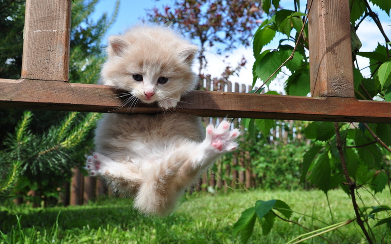 kitten, tree, traction, outdoors, pets, plant, domestic, curiosity, plant part, day, animal themes, cute, animal Hair, domestic Cat, whisker, playful, one animal