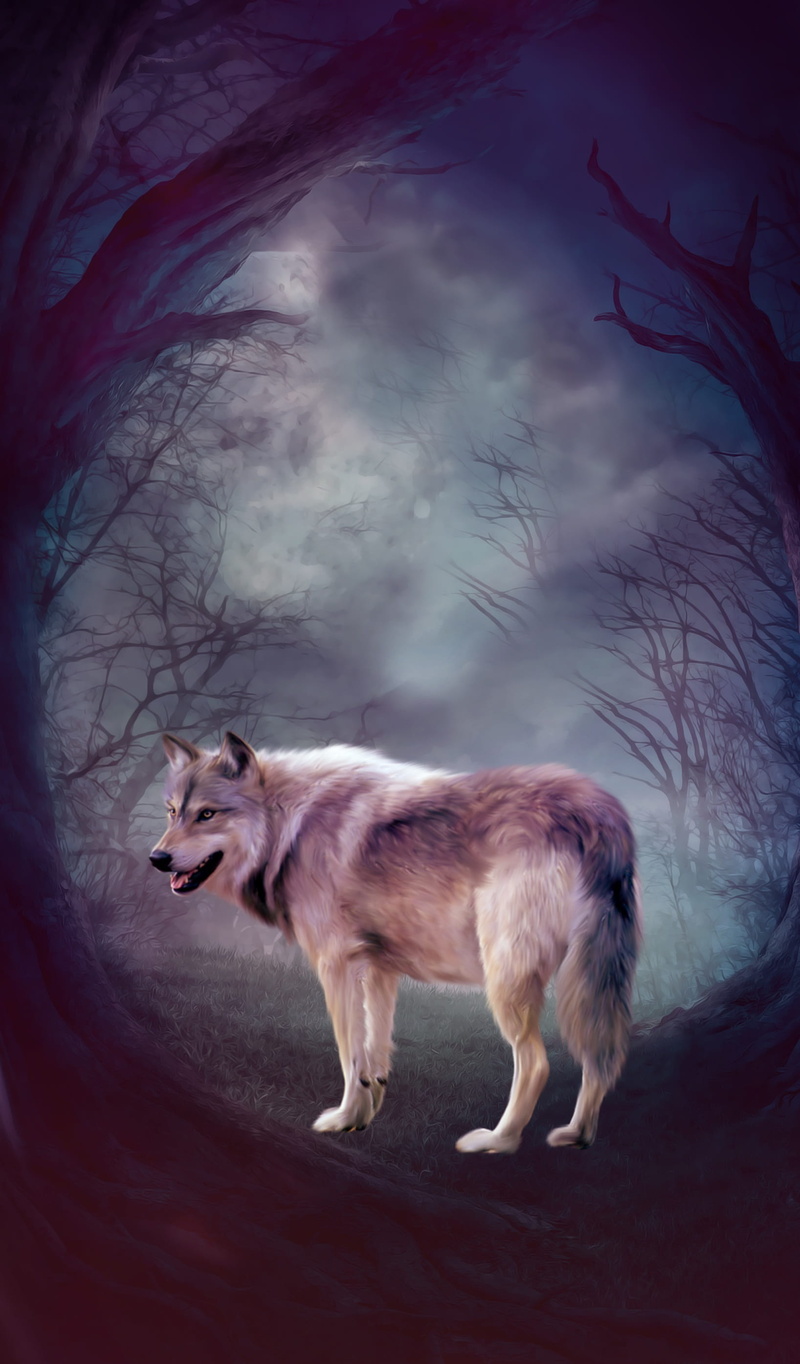 cloud - sky, pets, no people, night, dark, forest, 2K, bare tree, side view, grey, wolf, domestic, sky, animal themes, dog, tree, mammal, animal, standing