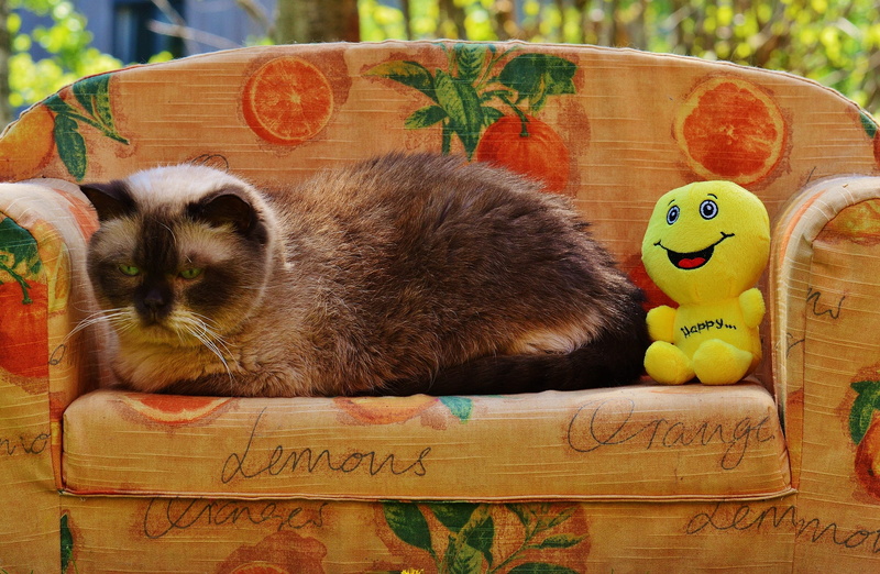 vertebrate, positive, british shorthair, one animal, domestic animals, domestic, plush, laugh, brown, animal themes, green, beige, blue eye, feline, good mood