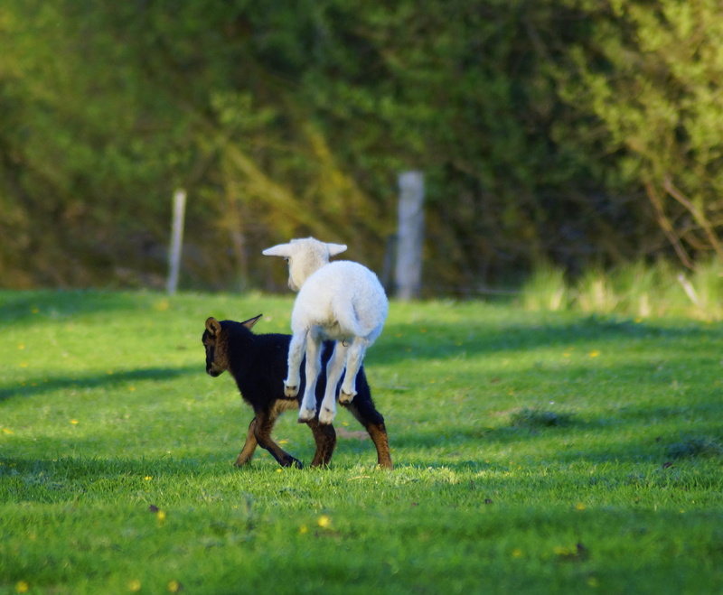 no people, satisfaction, animal, 4K, spring, positive, outdoors, cute, domestic, joy, selective focus, plant, easter, joy of life, happy, canine, lamb