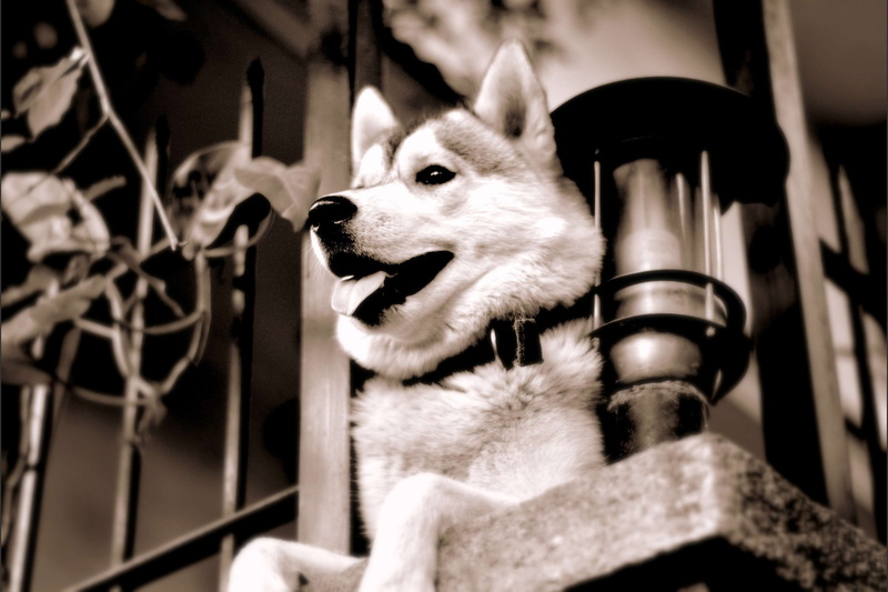 animal body part, puppy, futuristic, 2K, animal themes, metal, close-up, canine, domestic, animal, ivy, focus on foreground, looking away, zen, one animal