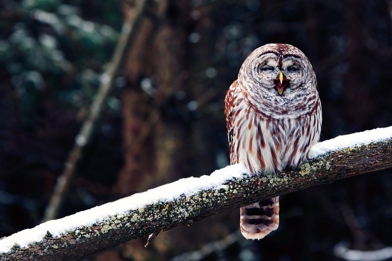 animal, expression, bird, sitting, smile, winter, owl, 1080P, laughing, snow, branch, face, happy, head