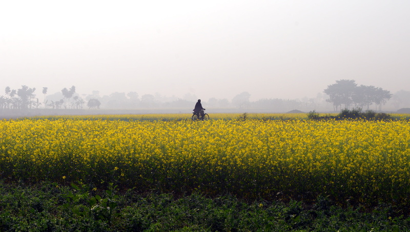 oilseed Rape, outdoors, daytime, rural Scene, riding, scene, agriculture, plantation, farm, cycling, sky, landscape, yellow, person, mist, india  mustard