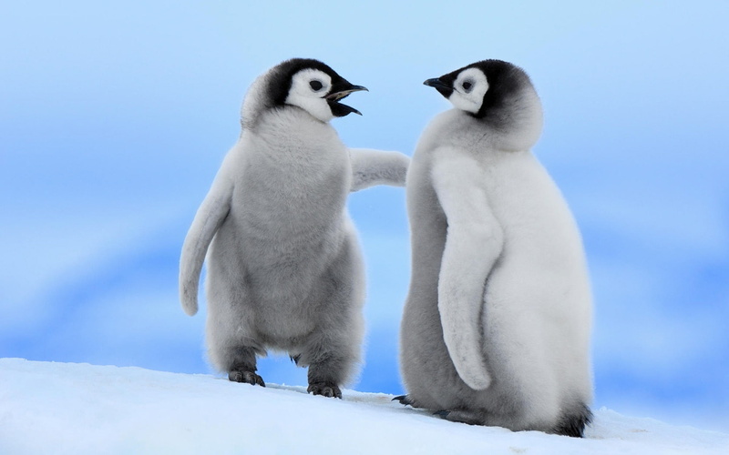 Snow, 720P, black, Little, Two, Winter, penguins, Penguin, white