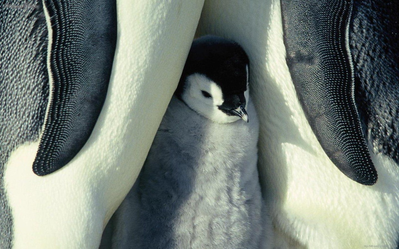 baby, penguins, animal, 720P, penguin