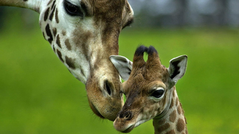animals, love, mother, giraffes, baby, 1080P