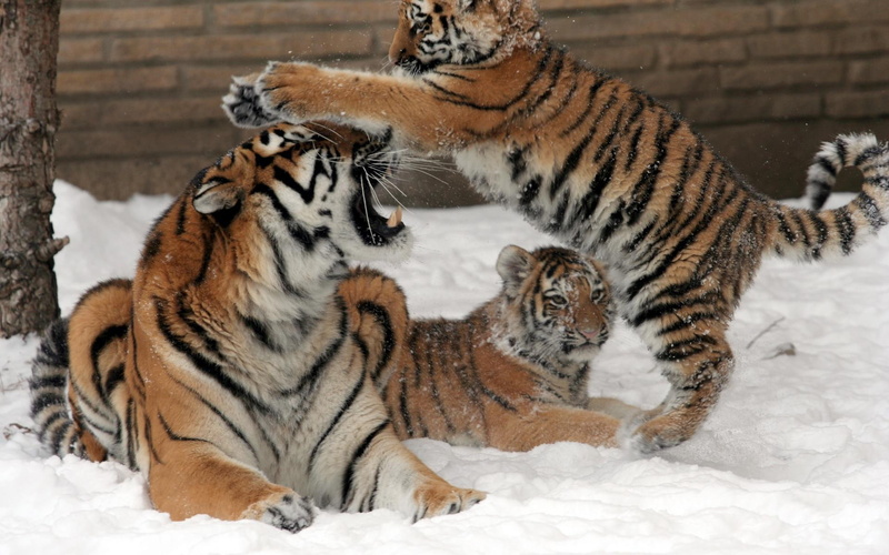 1080P, baby animals, tigers, babies, cubs, snow, winter, magazine