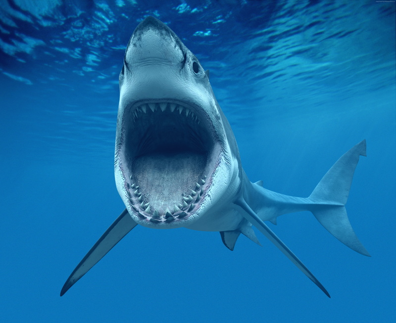 Best Diving Sites, 4K, Shark, underwater