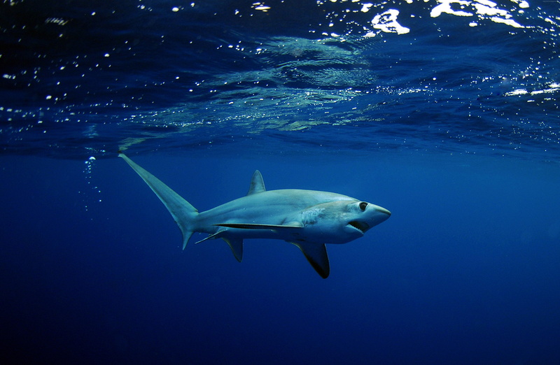 8K, underwater, Shark, Best Diving Sites