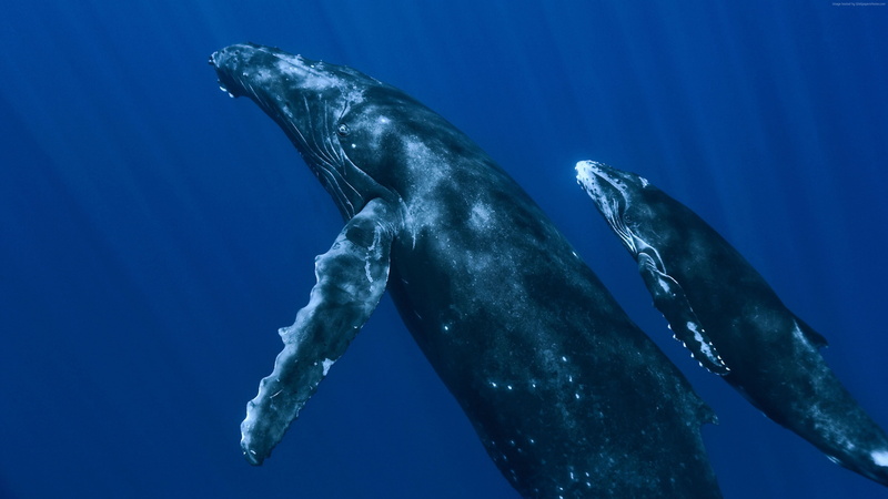 animals in the wild, nature, one animal, sea life, humpback whale, mammal, aquatic mammal, Whale, animal wildlife, animal themes, animal, blue, swimming