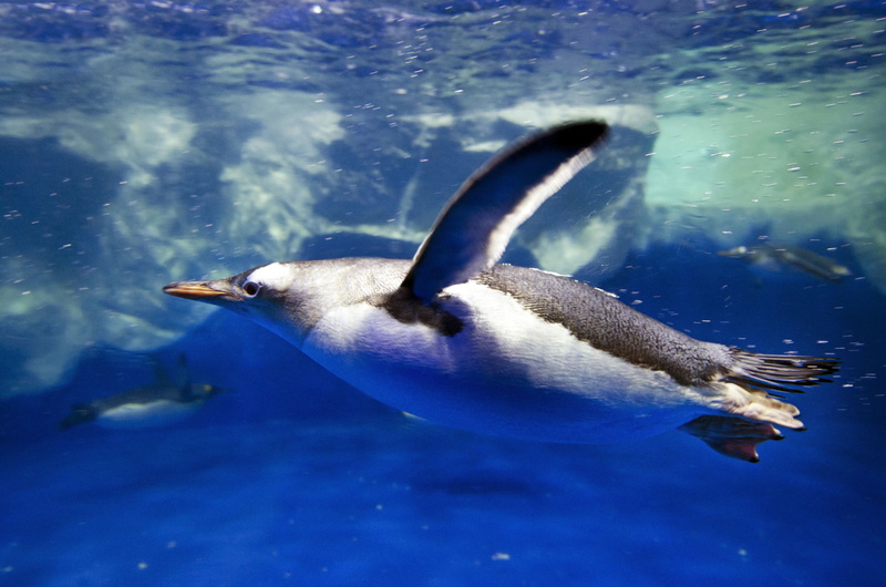 animals, 4K, close-up, animal themes, no people, underwater, animal, focus on foreground, penguins, one animal, swimming, water, sea, vertebrate, birds