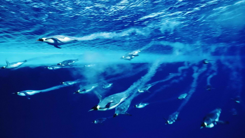 silver colored, animals, sea, birds, 1080P, sea life, swimming, group of animals, nature, underwater, animal themes, vertebrate, blue, water, motion, animal