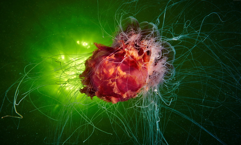 underwater, diving, Jellyfish, 5K, tourism