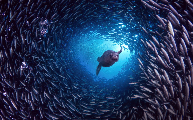painting, 1080P, fish, The Galapagos Islands, Santa Cruz, sealion, Galapagos sea lion, island