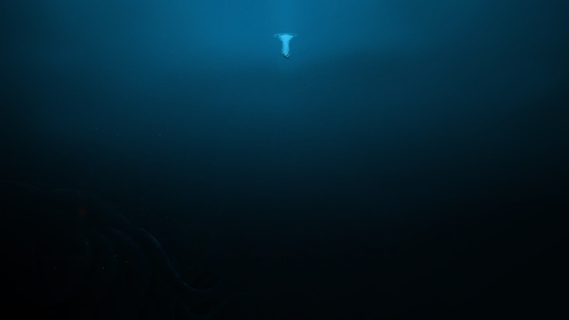 one animal, vertebrate, sea life, animals in the wild, animal, no people, sea, blue, copy space, underwater, nature, beauty in nature, marine, untitled