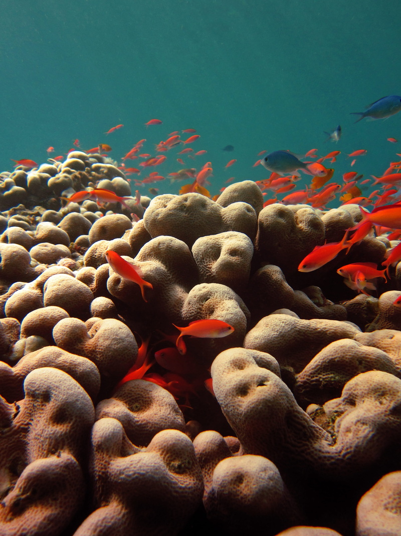 sea life, sea, large group of animals, underwater, tropical, marine, animal themes, abundance, animals in the wild, indonesia, tulamben, mammal, snorkling