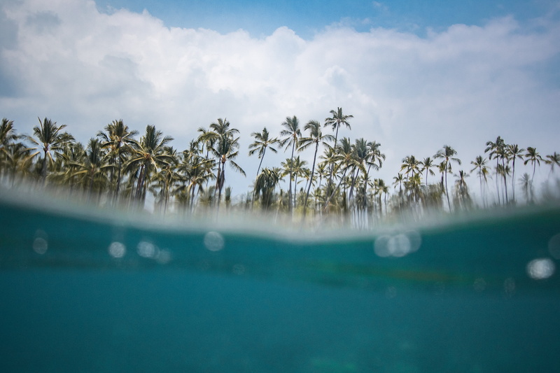 no people, coconut, green, photography, blue, underwater, tropical tree, swim, tree, hawaii, land, submerged, plant, sunlight, scenics - nature