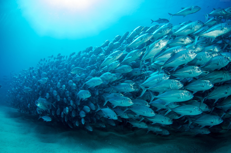 ocean, sea, diving, 4K, 5K, fish, underwater