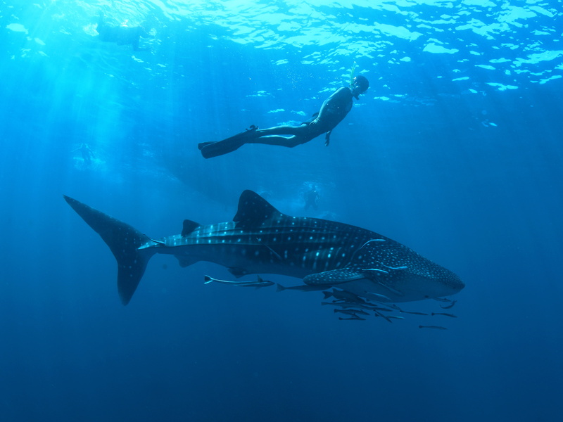 professional diver, Rhincodon typus, 4K, Whale shark, ocean