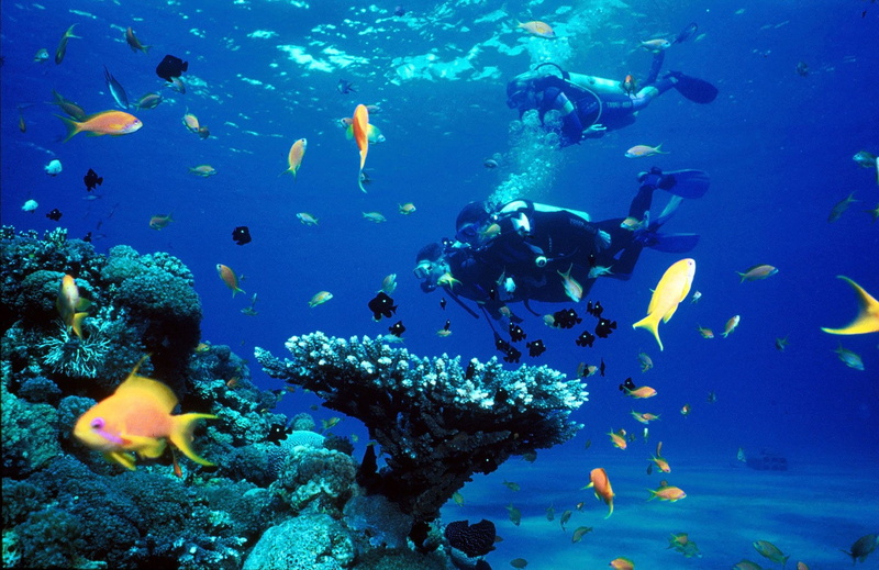 underwater, diver, fish, diving, ocean, scuba, 720P, sea