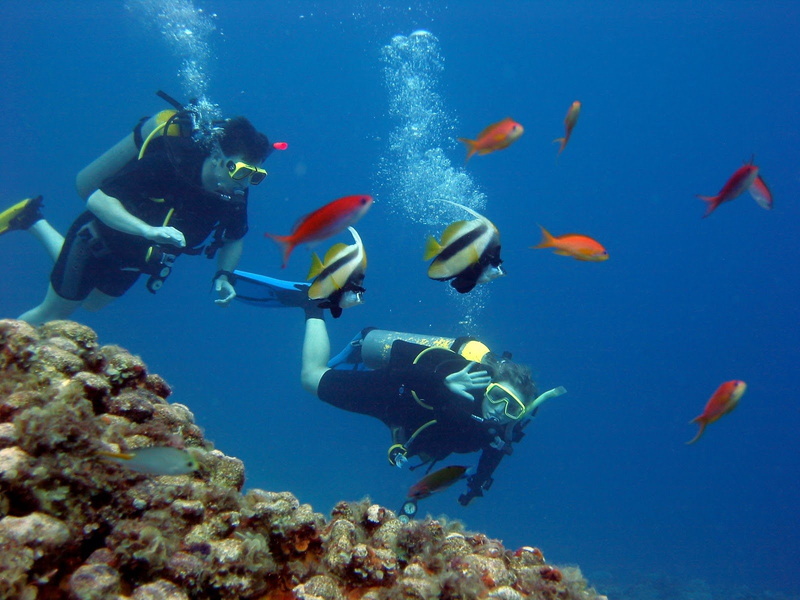 scuba, diver, ocean, diving, underwater, sea, 720P, fish