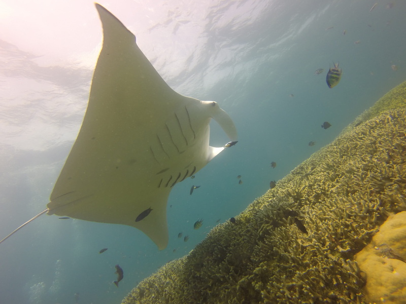 tropical, ocean, swimming, photography, underwater, micronesia, animal themes, fish, high angle view, dive, vertebrate, undersea, Manta Ray, pacific, one animal