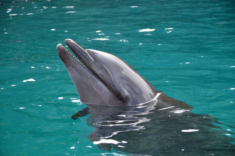 nature, no people, boat, aquatic mammal, underwater, blue, 2K, mammal, animal wildlife, gray, reef, animals in the wild, turquoise colored, ocean, dolphin